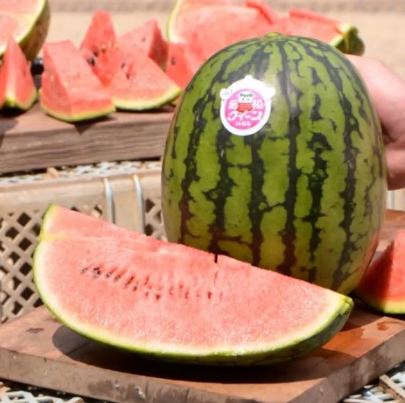 終了しました】第2回若松スイカまつり🍉 開催！｜イベント｜若松区観光