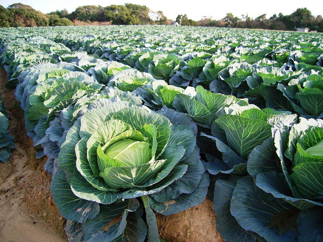 キャベツ｜スポット｜若松区観光・イベント情報サイト わかまつインフォ